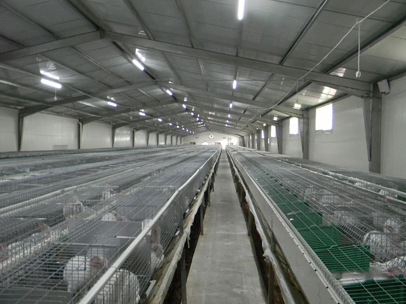 養(yǎng)兔工程案例(圖1)